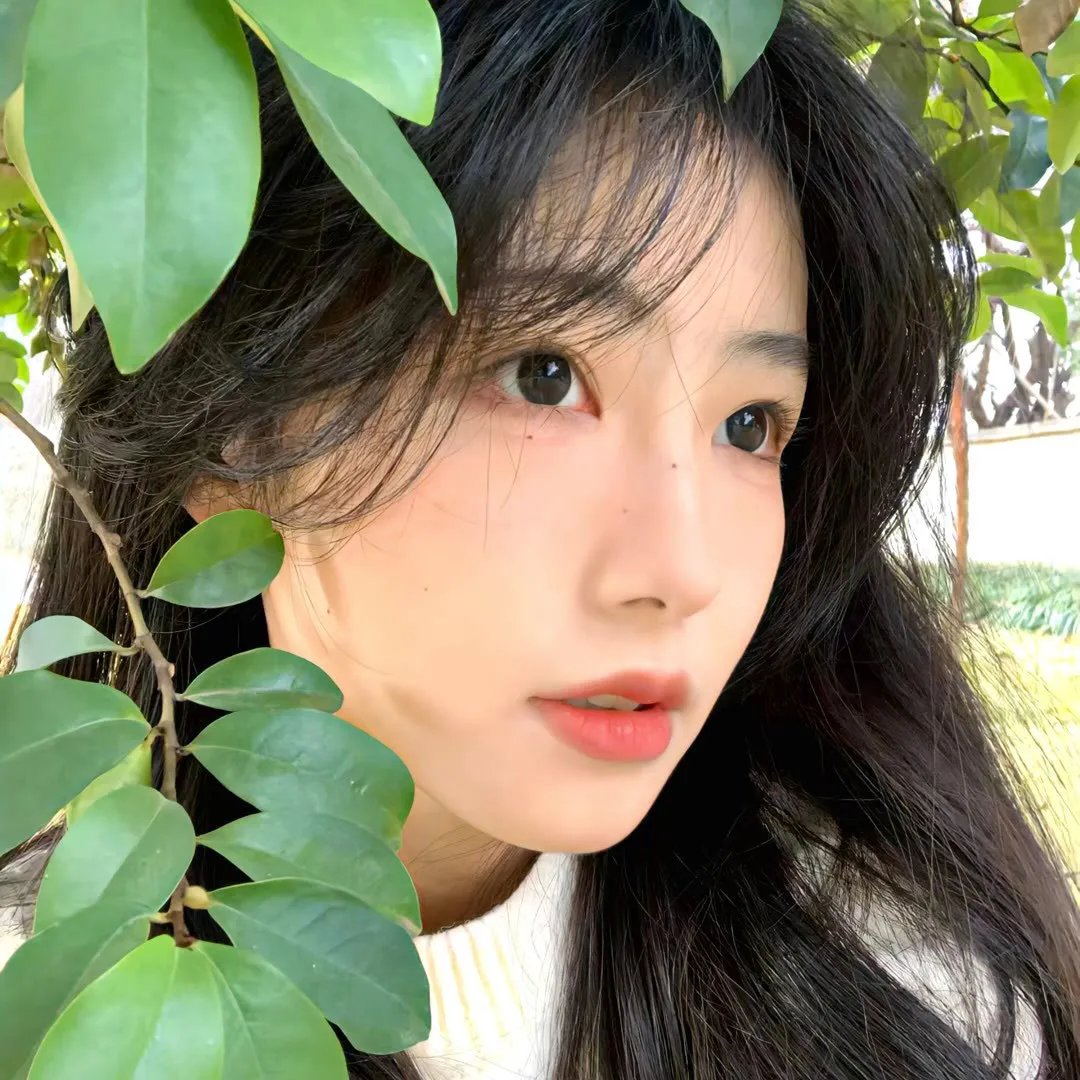 菊石
